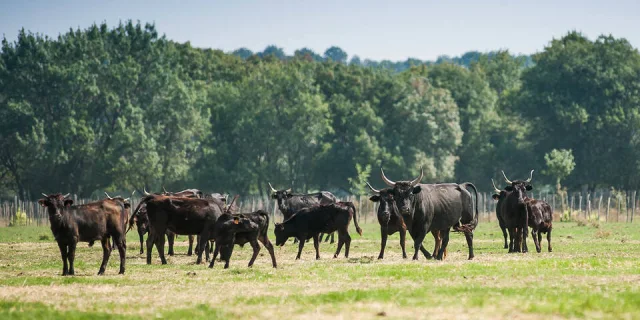 La Camargue autrement en 4X4 ou en vélo électrique