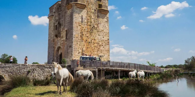 La Camargue autrement en 4X4 ou en vélo électrique