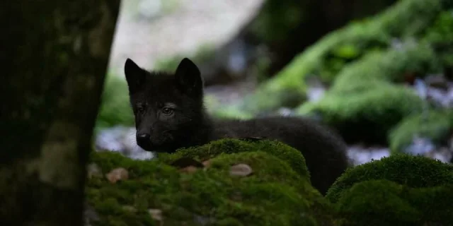 La Maison des Loups
